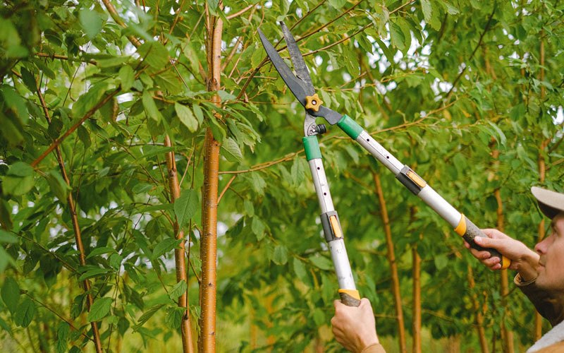 Tree trimming in Rush Hill, MO